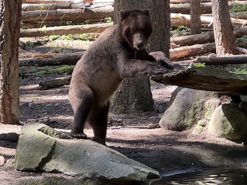 An image of a standing grizzly bear